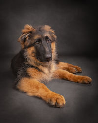 Close-up of dog against black background