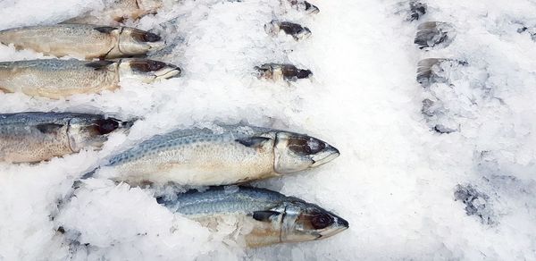 High angle view of fish in snow