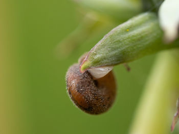 Close-up of snail on leaf