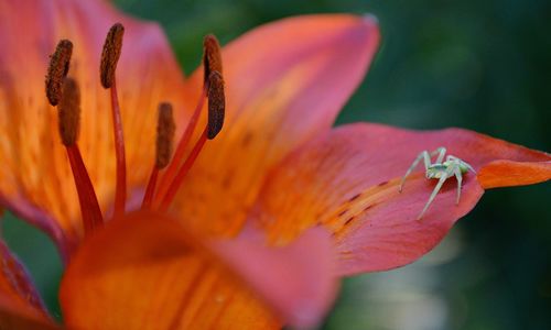 Close-up of day lily blooming outdoors