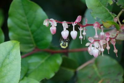 Close-up of insect on plant