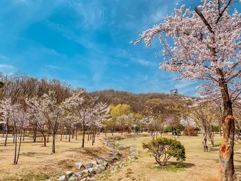 View of cherry trees on landscape against sky