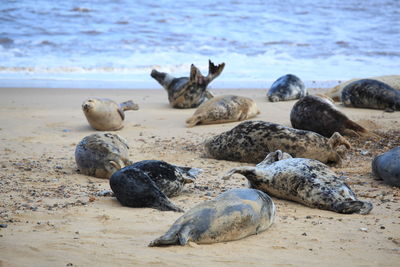 Seals on horsey beach norfolk