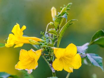 Close-up of yellow flowering plant