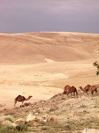 Group of camels grazing in the desert