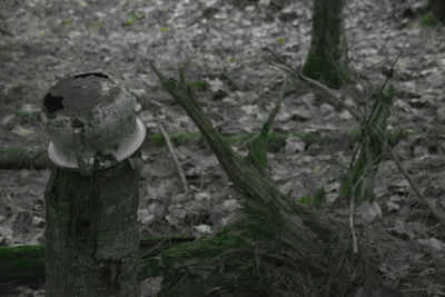 Close-up of tree trunk