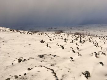 Flock of birds on snow covered land