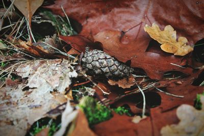 Close-up of dry autumn leaves