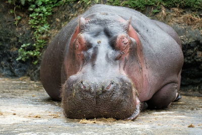 Hippopotamus head