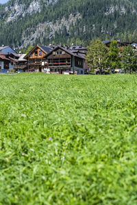 Plants growing on field by houses and trees