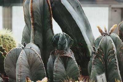 Close-up of succulent plant