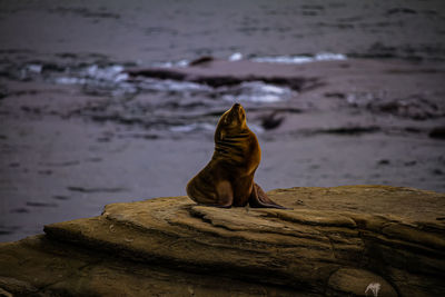 Sealion  sitting on rock by sea