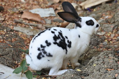 White rabbit in the front yard of the house