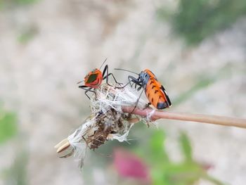 Close-up of butterfly pollinating flower