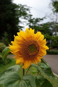 Close-up of yellow sunflower