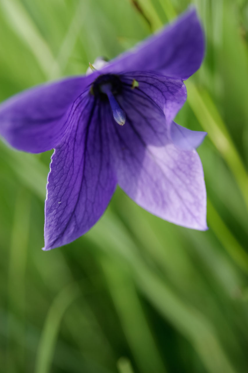 flower, flowering plant, plant, purple, freshness, beauty in nature, close-up, fragility, petal, growth, inflorescence, flower head, macro photography, nature, no people, focus on foreground, botany, blossom, outdoors, wildflower, springtime, day, plant stem, green, leaf, plant part, selective focus, iris