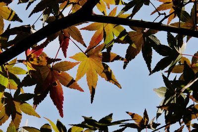 Low angle view of autumnal leaves against sky