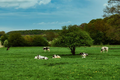 Flock of sheep grazing in field