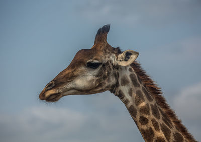 Close-up of a giraffe