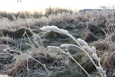 Plants growing on field