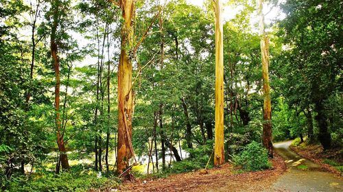 Close-up of bamboo trees against sky