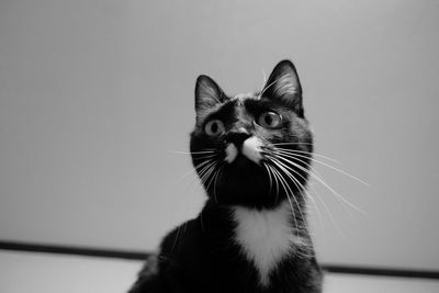 Low angle view of cat against clear sky