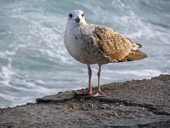 Close-up of seagull perching on rock by sea