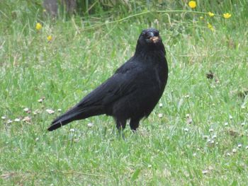 Close-up of bird perching on grass