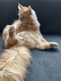 Cat looking away