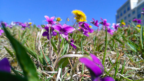 Close-up of purple crocus blooming on field