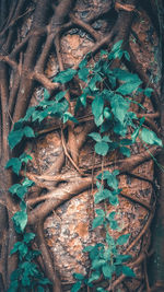 High angle view of dry leaves on old tree