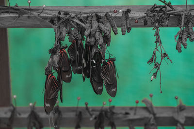 Close-up of fishing net hanging on rope