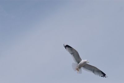 Low angle view of seagull flying