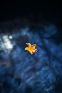 Close-up of yellow flower on leaves floating on water