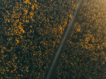 High angle view of orange flowering plants