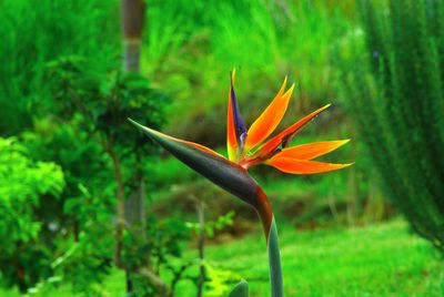 Close-up of flower blooming outdoors