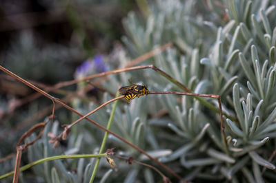 Close-up of insect on plant