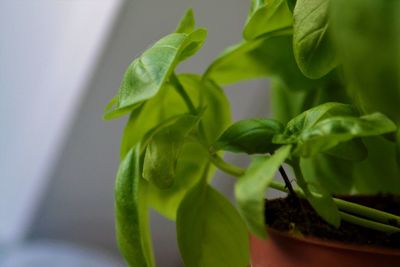 Close-up of plant