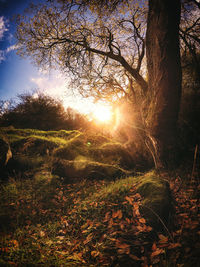 Close-up of tree against sunset