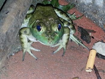 High angle view of lizard