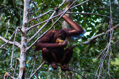 Monkey hanging on tree in forest