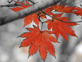 Close-up of leaves