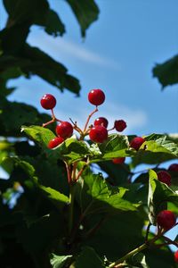 Close-up of red berries growing on tree