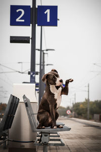 Low angle view of dog looking away