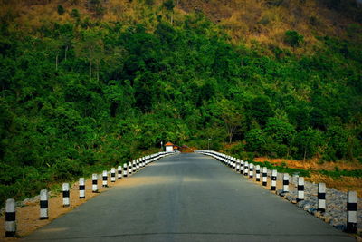 Road amidst trees and plants