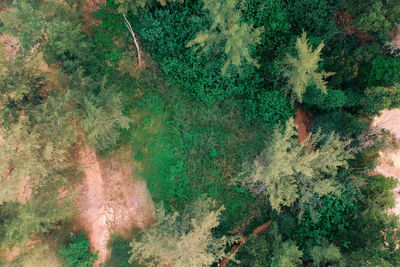 Full frame shot of plants growing on land