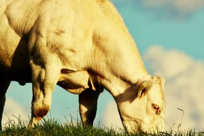 Cow grazing in a field