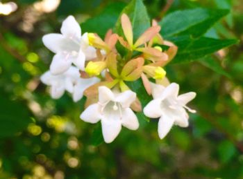 Close-up of white flowers