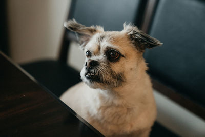 Close-up of dog looking away at home