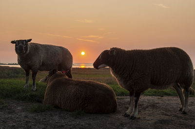 Horses standing in a field